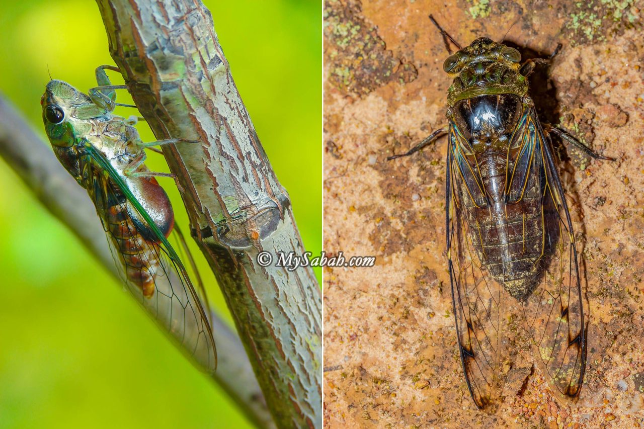 Left: Mangrove Cicada, Purana. Right: Forest Cicada, Platylomia spinosa