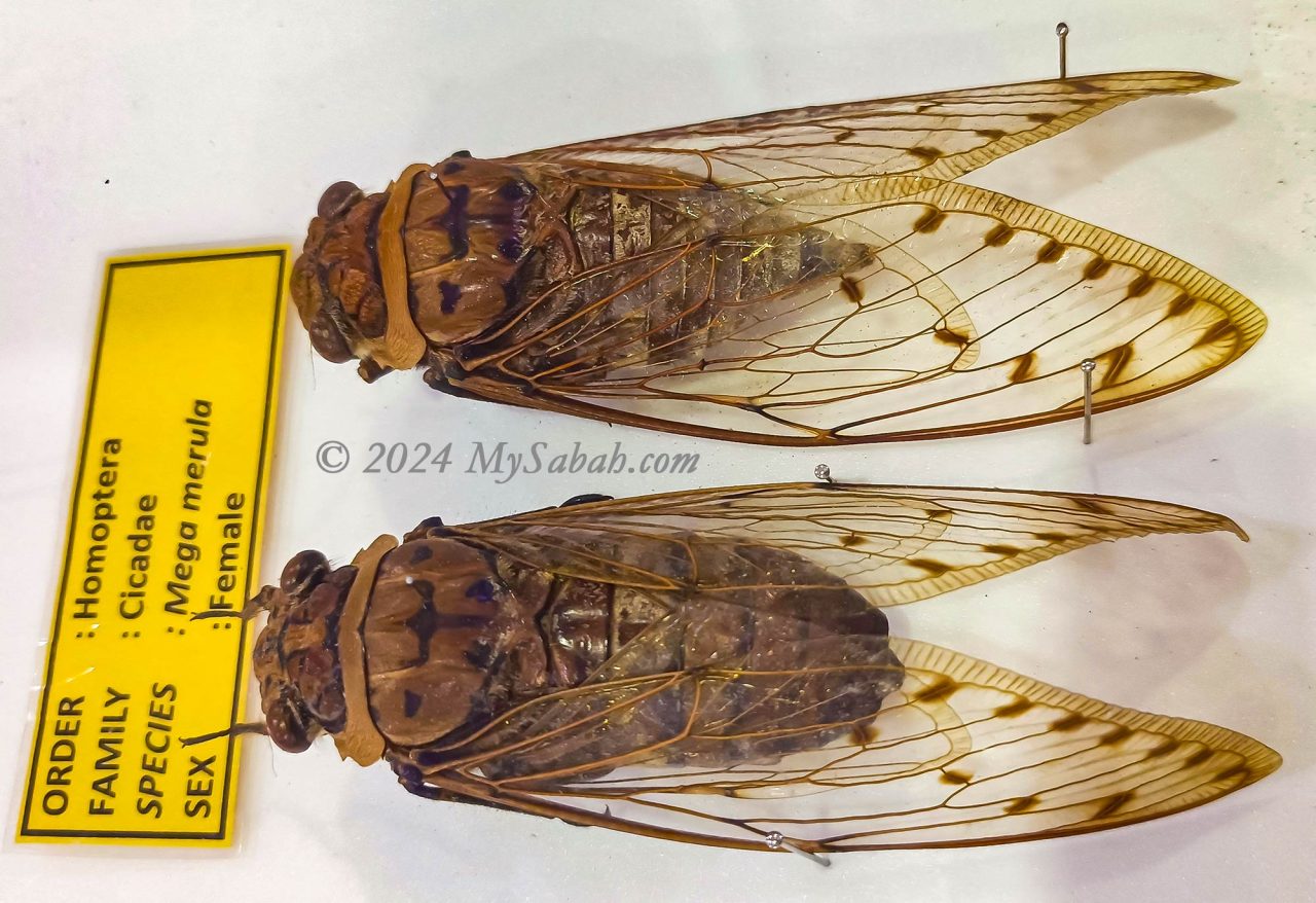 Specimens of Megapomponia merula,  the largest cicada in Borneo