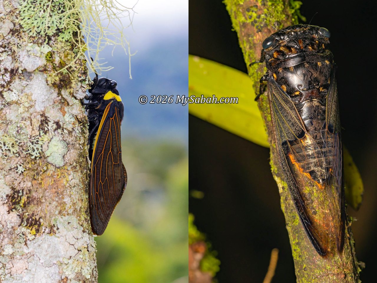 Left: Yellow-banded Cicada (Tacua speciosa), Right: Batwing Cicada (Cryptotympana aquila).