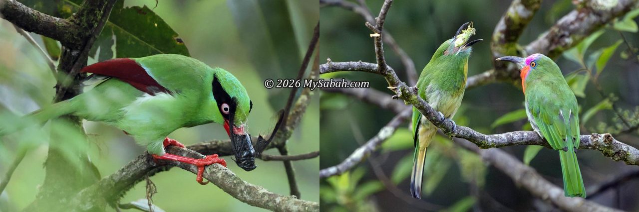 A Bornean Green Magpie (left) and a Red-bearded Bee-eater (right) feeding on cicadas.