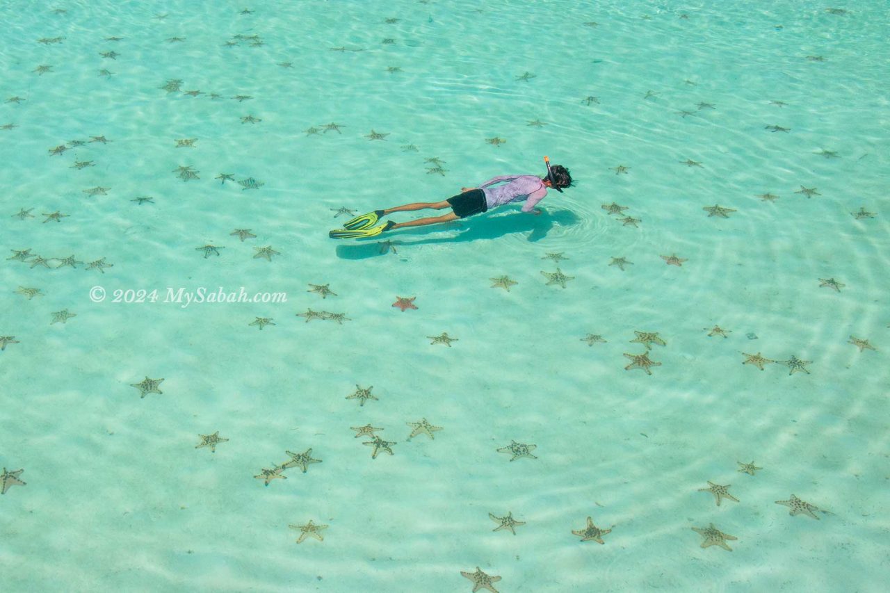 Snorkelling with starfishes at Kapalai Island
