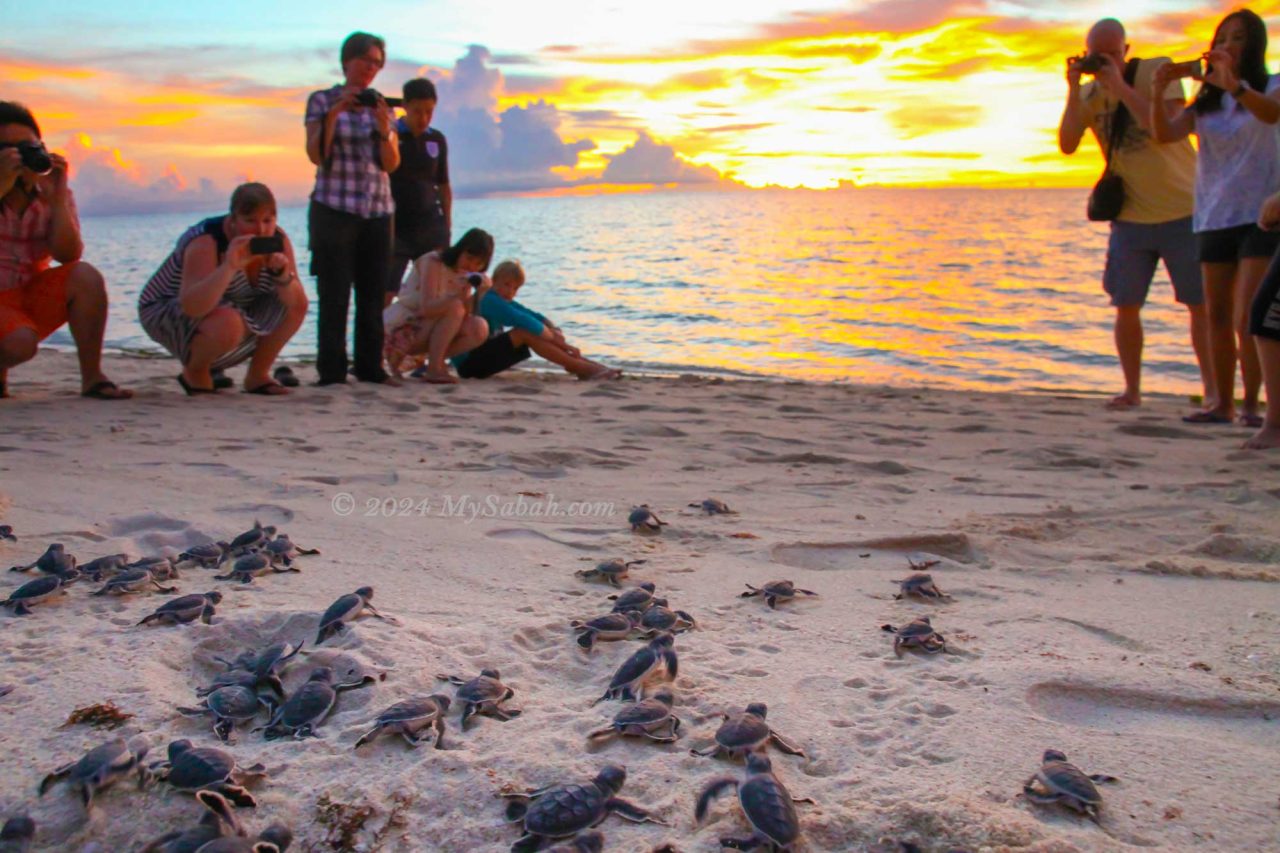 Releasing turtle hatchlings