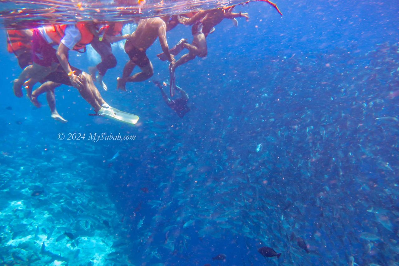 Thousands of jackfish swimming under our feet