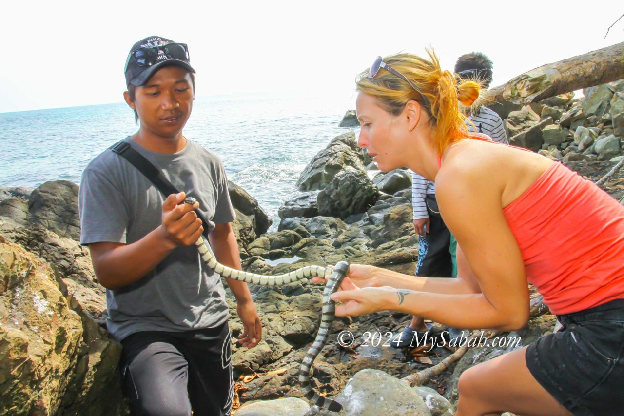 Sea snake of Snake Island (Pulau Tiga)