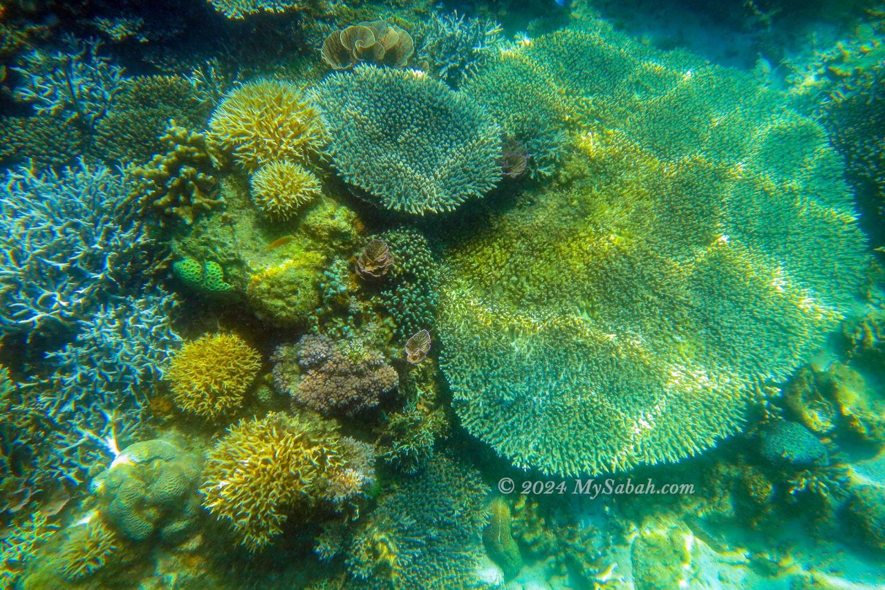 Corals of Sapi Island