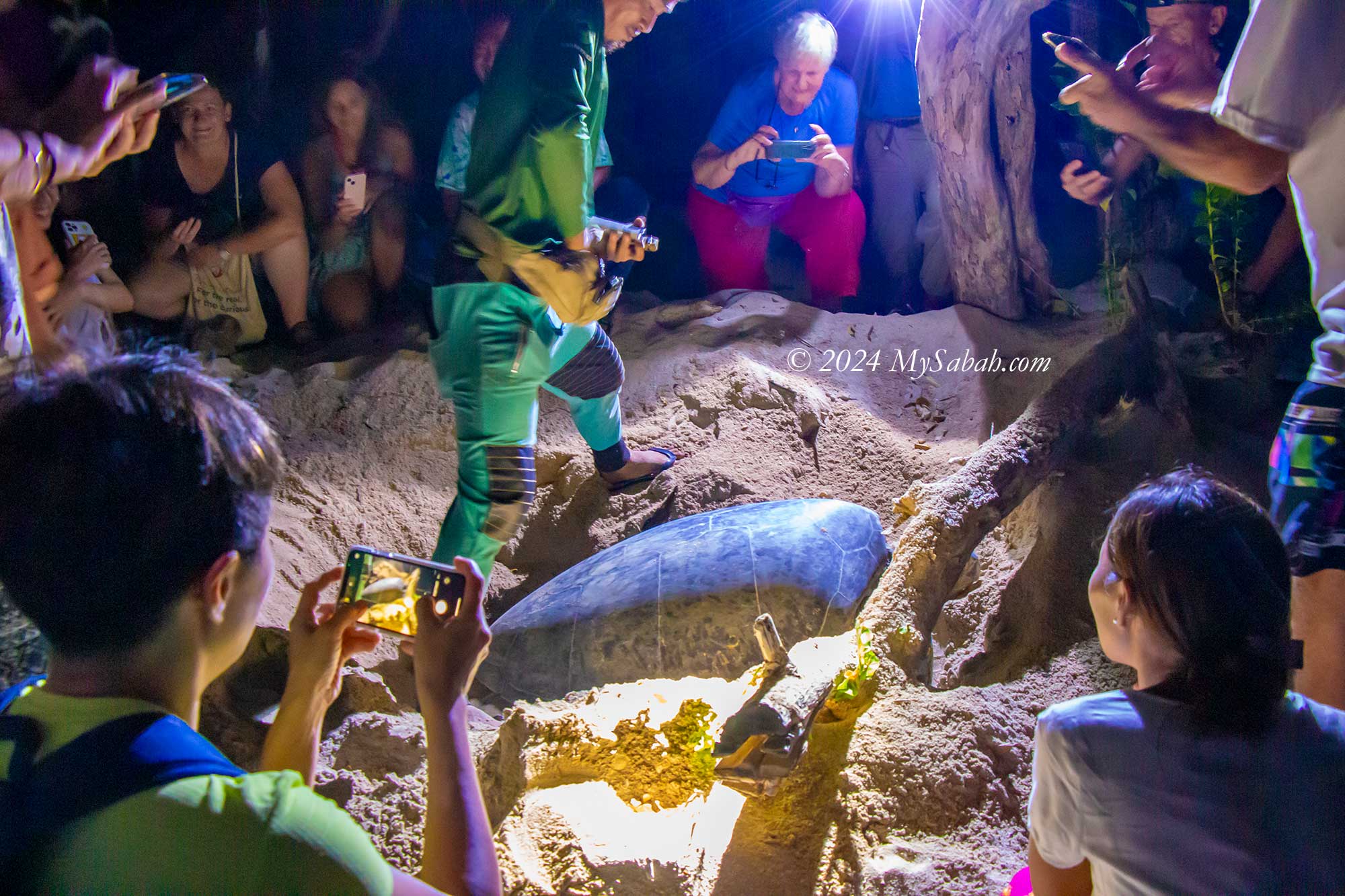 Turtle nesting on the beach of Selingan Island