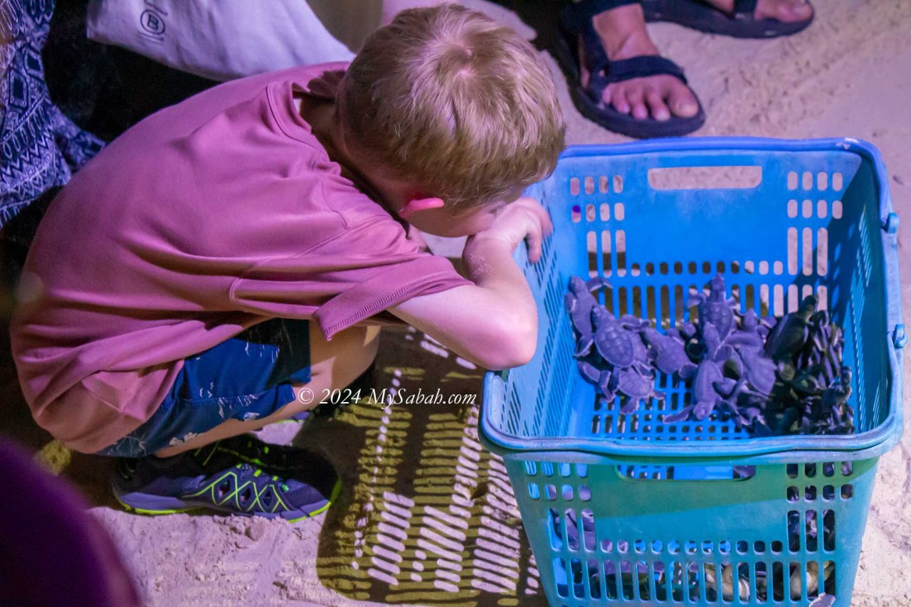 Baby turtles in basket