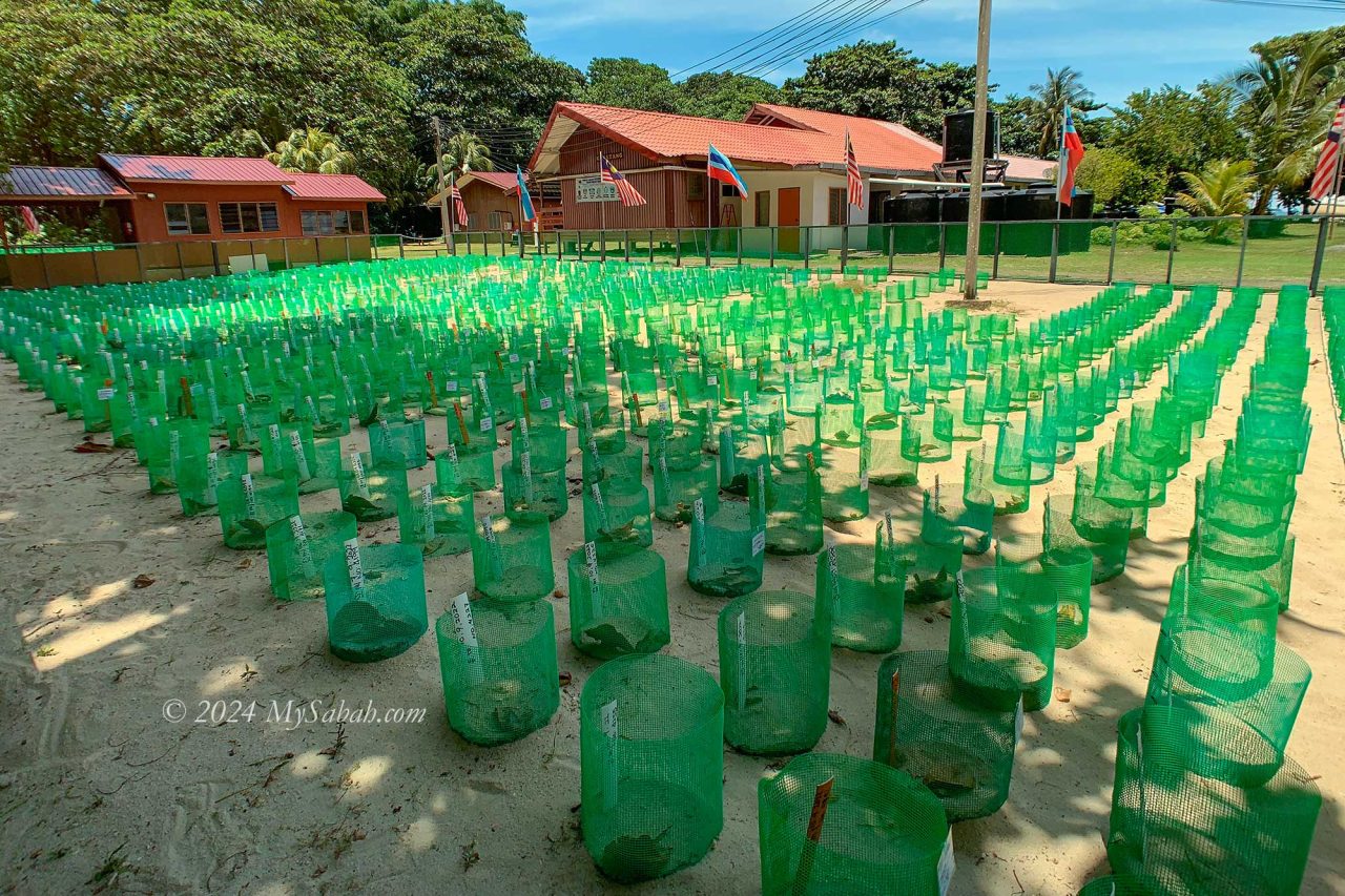 Turtle hatchery on Selingan Island