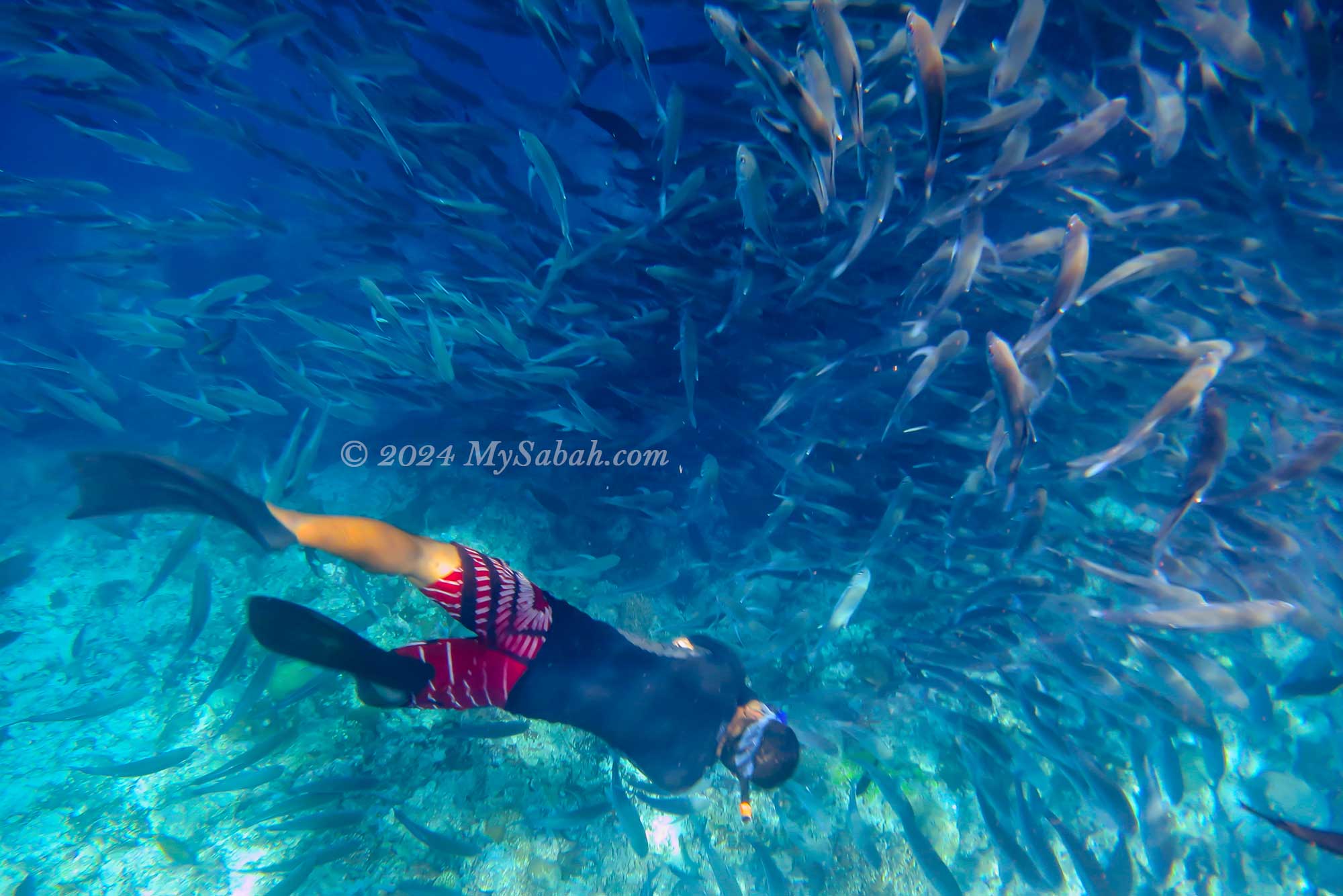 Snorkelling at Sipadan Island