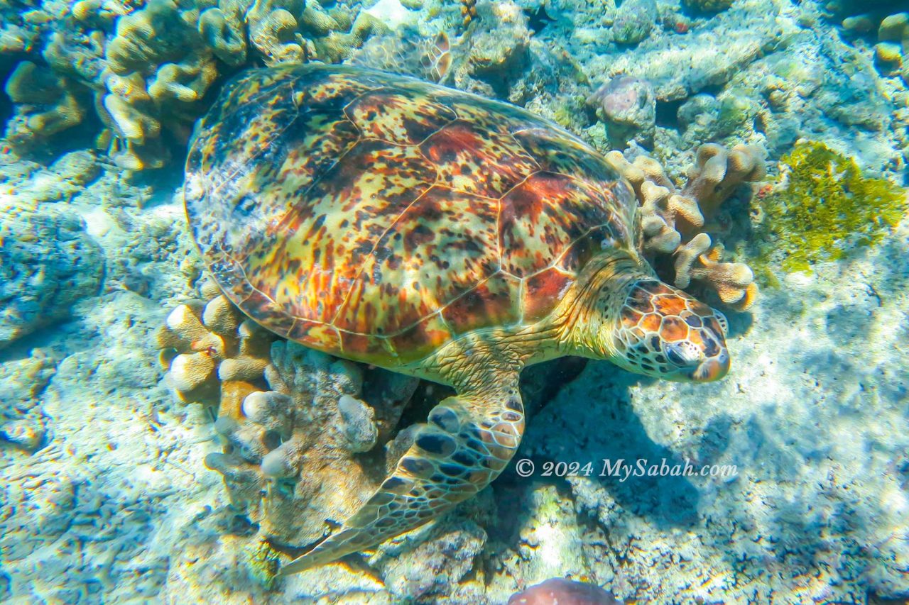 Sea turtles are everywhere around Sipadan Island