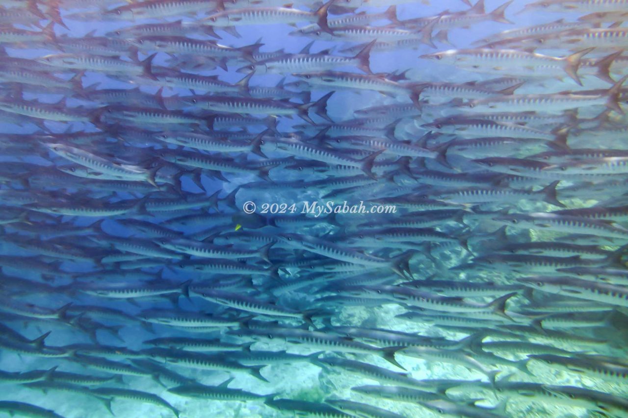 School of Barracudas