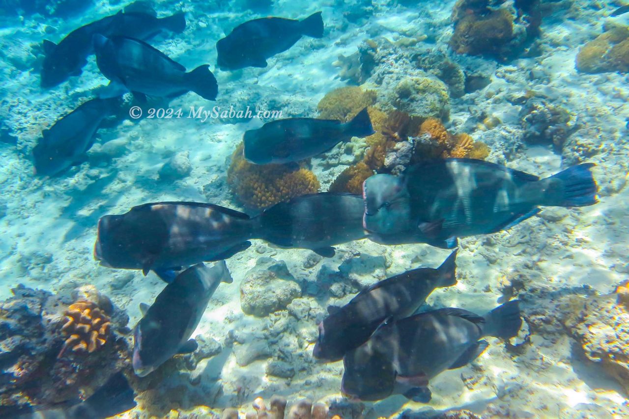 Bumphead parrotfish