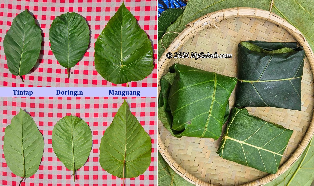 Left: The upper and underside of common leaves used to make linopot: tintap, doringin, and manguang. Right: Linopot wrapped in three different types of leaves.