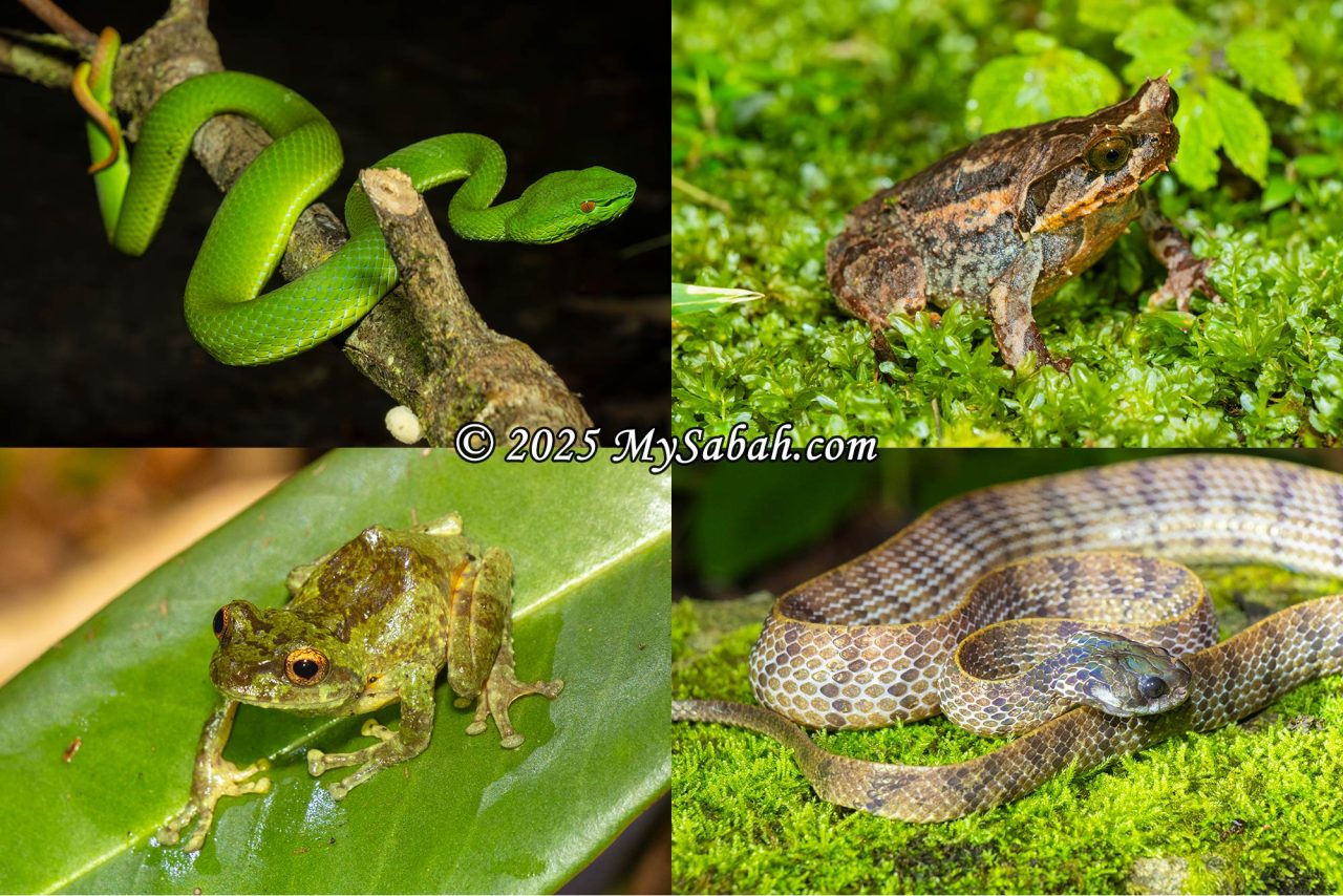 Left to right, top to bottom: Sabah Pit Viper (Trimeresurus sabahi), Kinabalu Horned Frog (Pelobatrachus baluensis), Tree Frog, and Slug Snake.