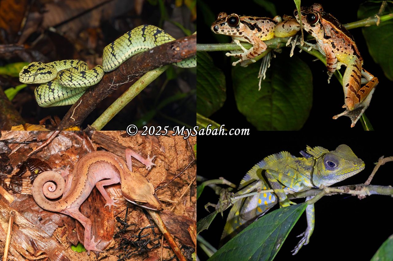 Left to right, top to bottom: Sumatran Pit Viper (Trimeresurus sumatranus), Hole-in-the-head Frog (Huia cavitympanum), Cat Gecko, and Giant Forest Dragon (Gonocephalus grandis).