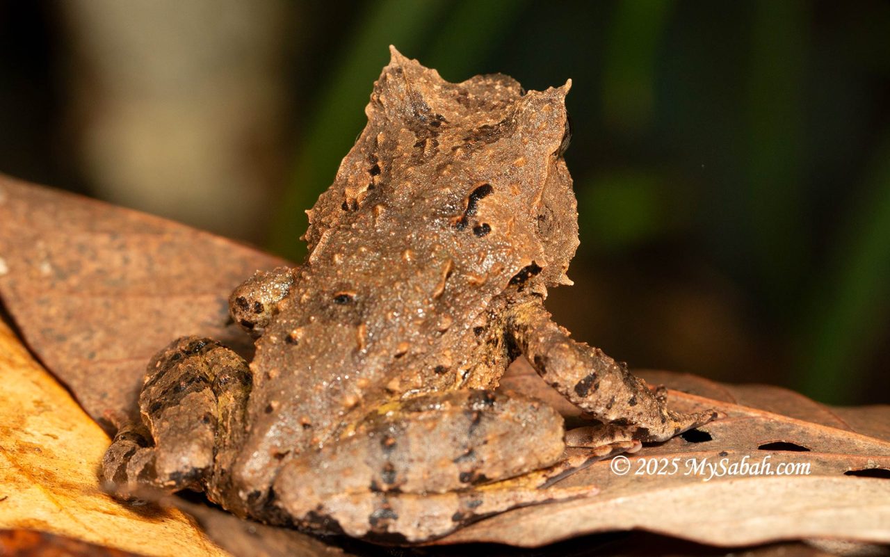 Back of Edwardina's horned frog (Pelobatrachus edwardinae)