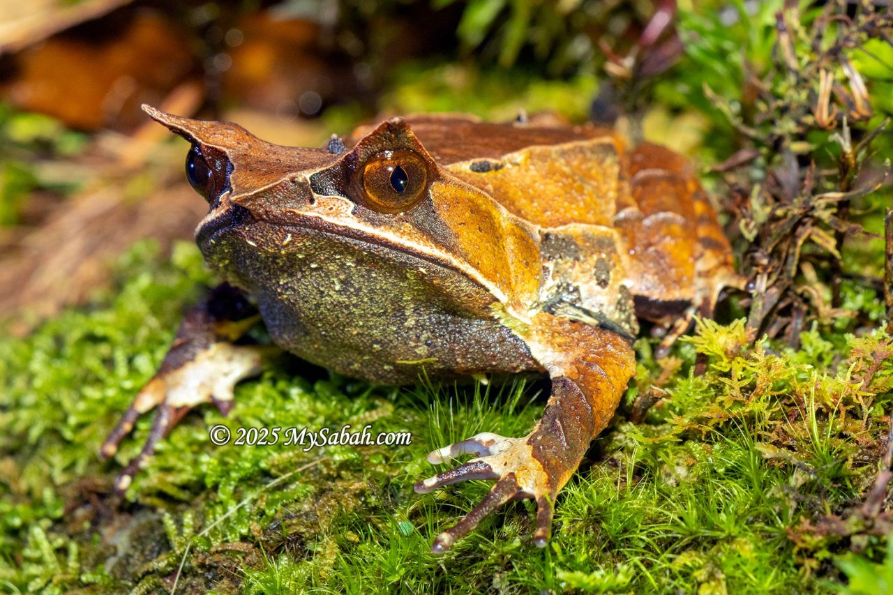 Kobayashi's horned frog (Pelobatrachus kobayashii)
