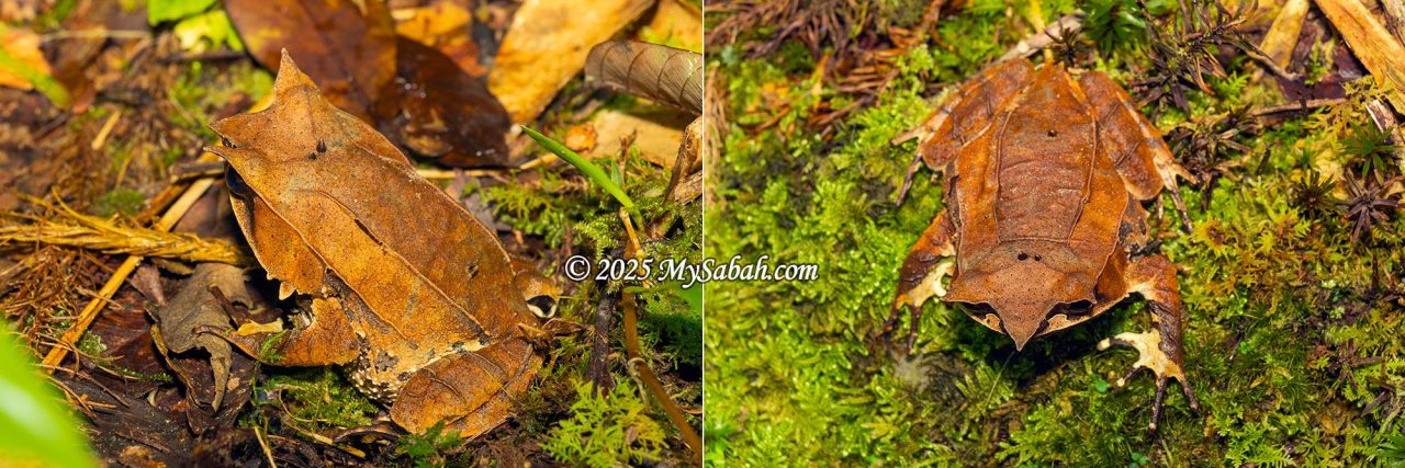 Kobayashi's horned frog (Pelobatrachus kobayashii)