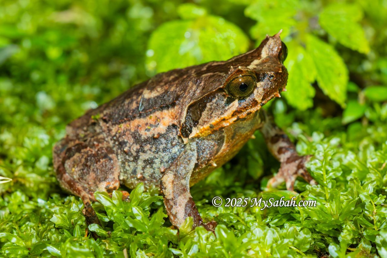 Kinabalu horned frog or Balu spadefoot toad (Pelobatrachus baluensis)