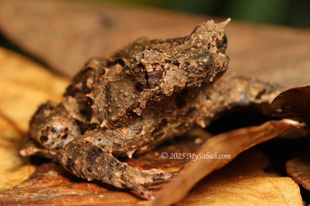 Edwardina's horned frog (Pelobatrachus edwardinae)