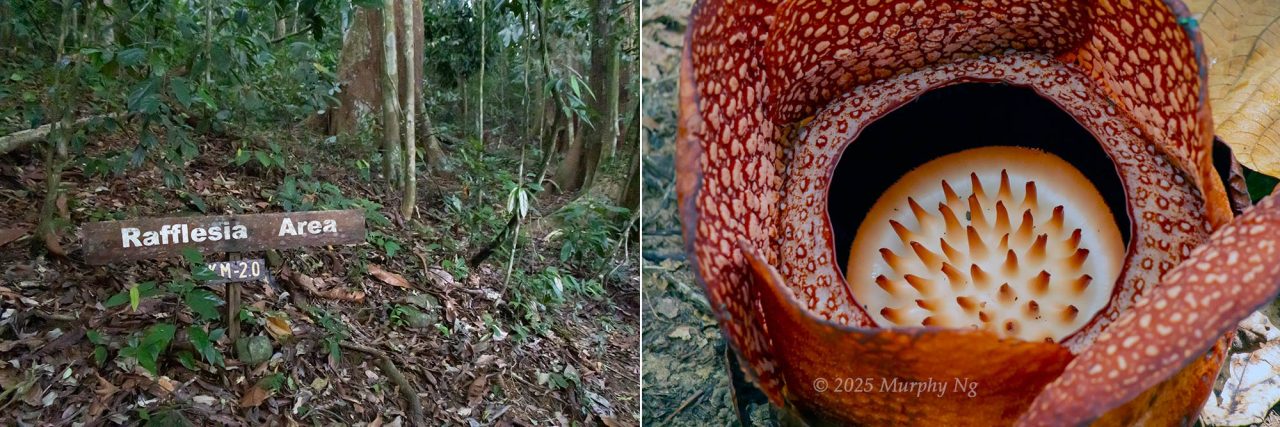Rafflesia Area on Mount Nungkok