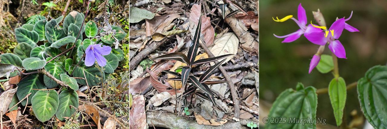 Interesting plant and flowers along the trail of Mount Nungkok