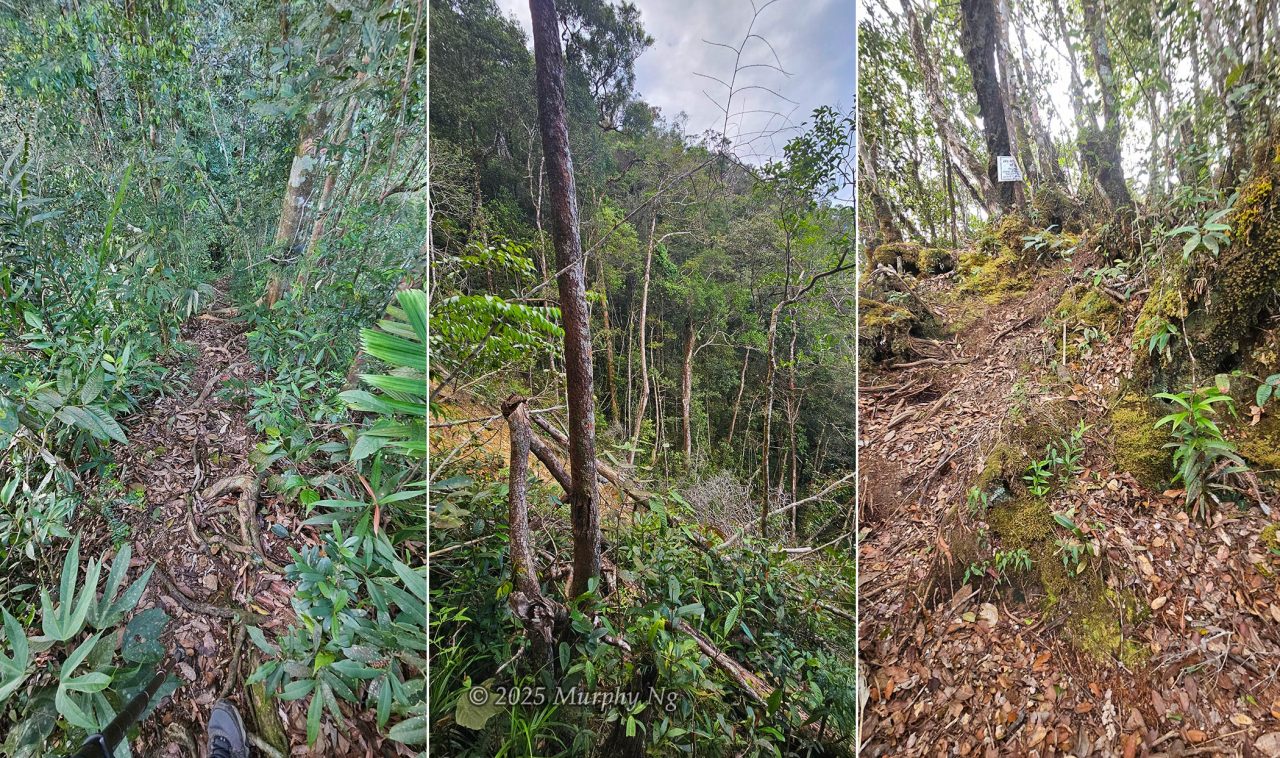 Steep trail of Stage 3 (Wosoi)