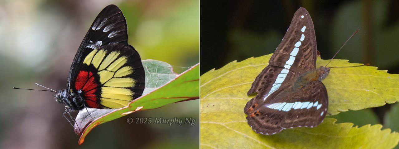 Butterflies on the peak of Mount Nungkok