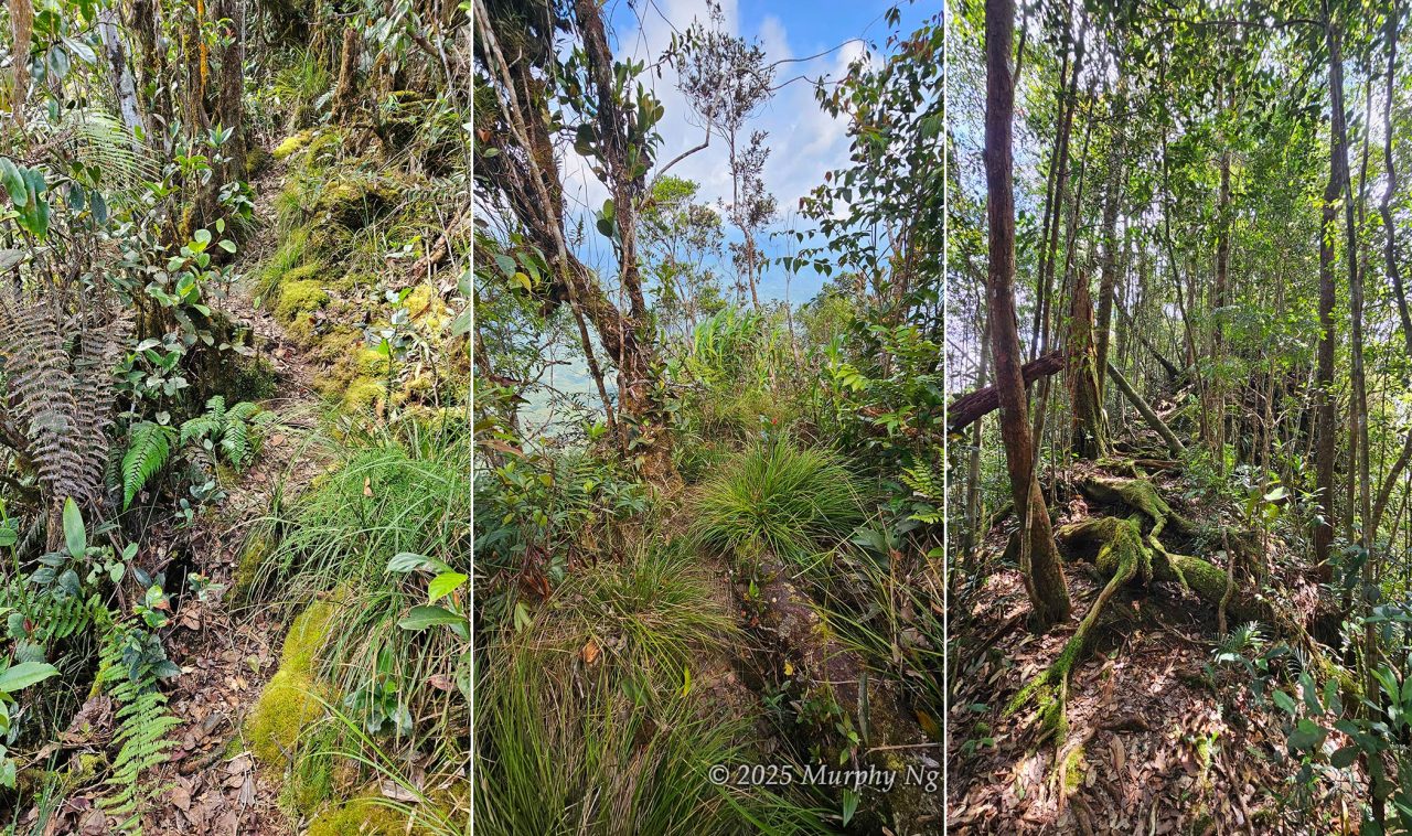 The montane forest of Mount Nungkok