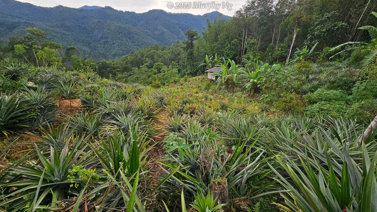 Plantation of Kg. Tambatuon