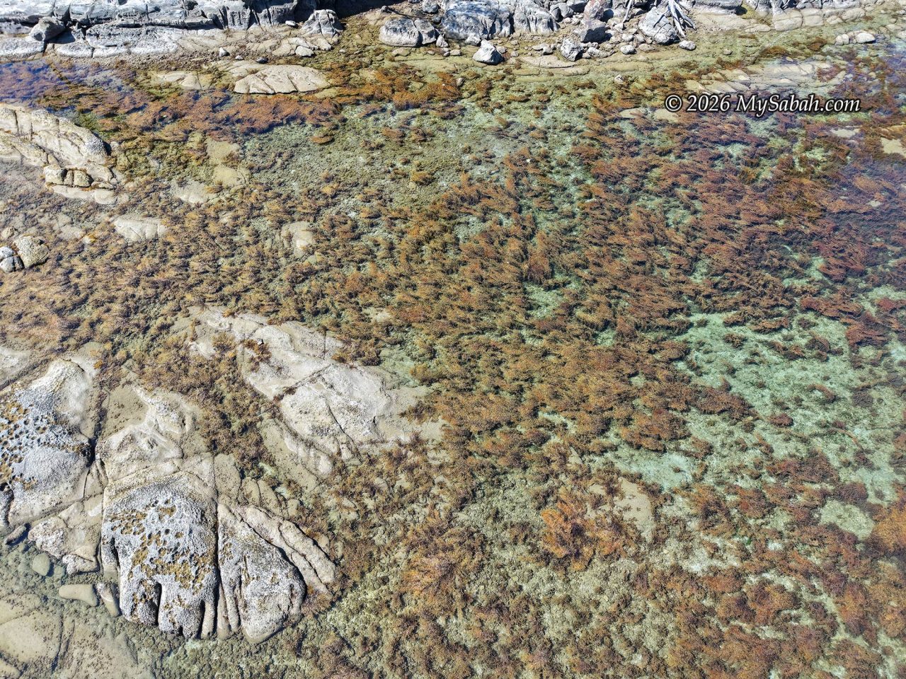 Seagrasses at the Tip of Borneo