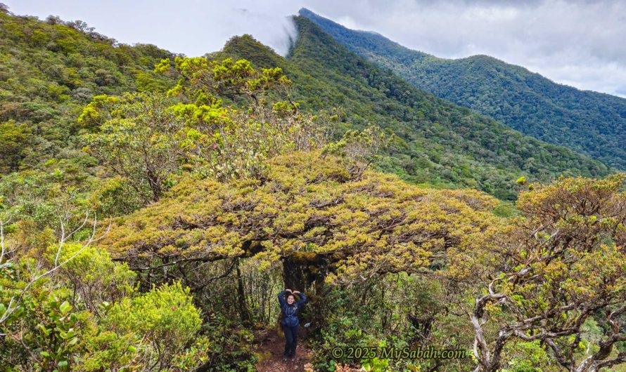 Climbing Mount Sinsing and Mount Kaingaran: The Heartbroken and Pitcher Plant Mountains