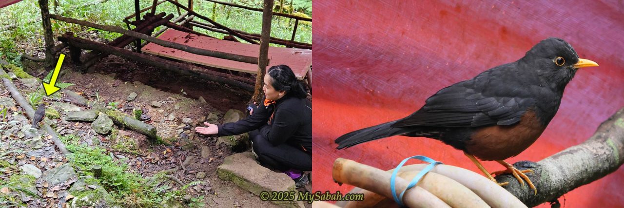 Bornean Sundaic Island-Thrush (Turdus javanicus seebohmi)