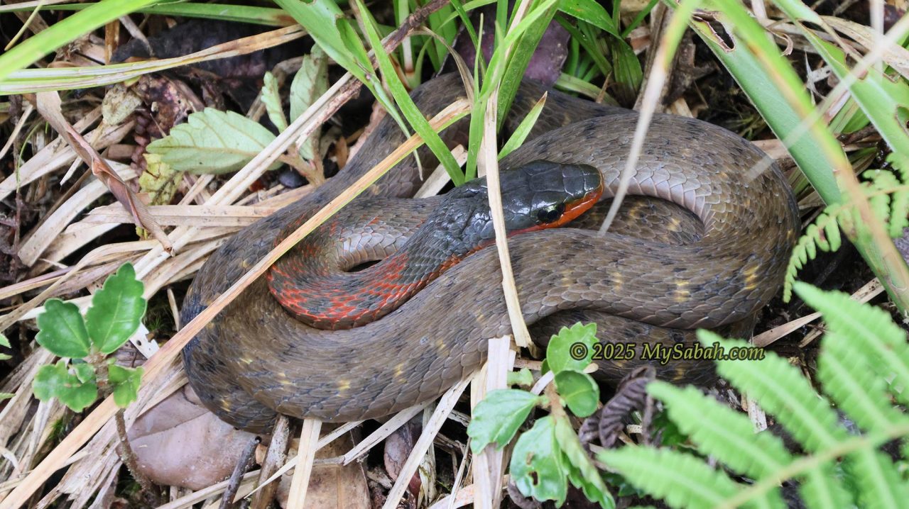 A Fire-lipped Keelback (Rhabdophis murudensis) on highland of Sabah