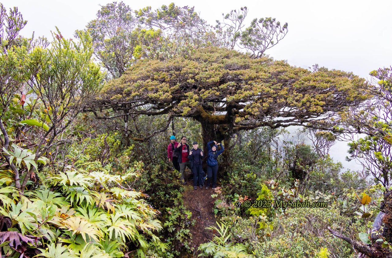 The giant Bonsai tree on Sinkai