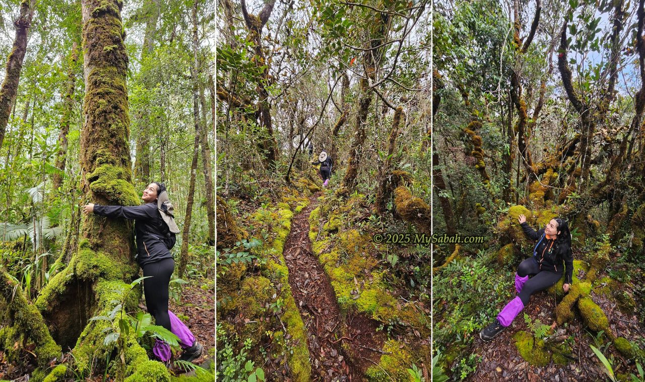 Mossy montane forest on Mount Sinsing and Kaingaran