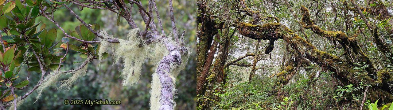 "Old Man's Beard" lichen (Usnea spp.) and Montane/Cloud forest on Mount Sinsing.
