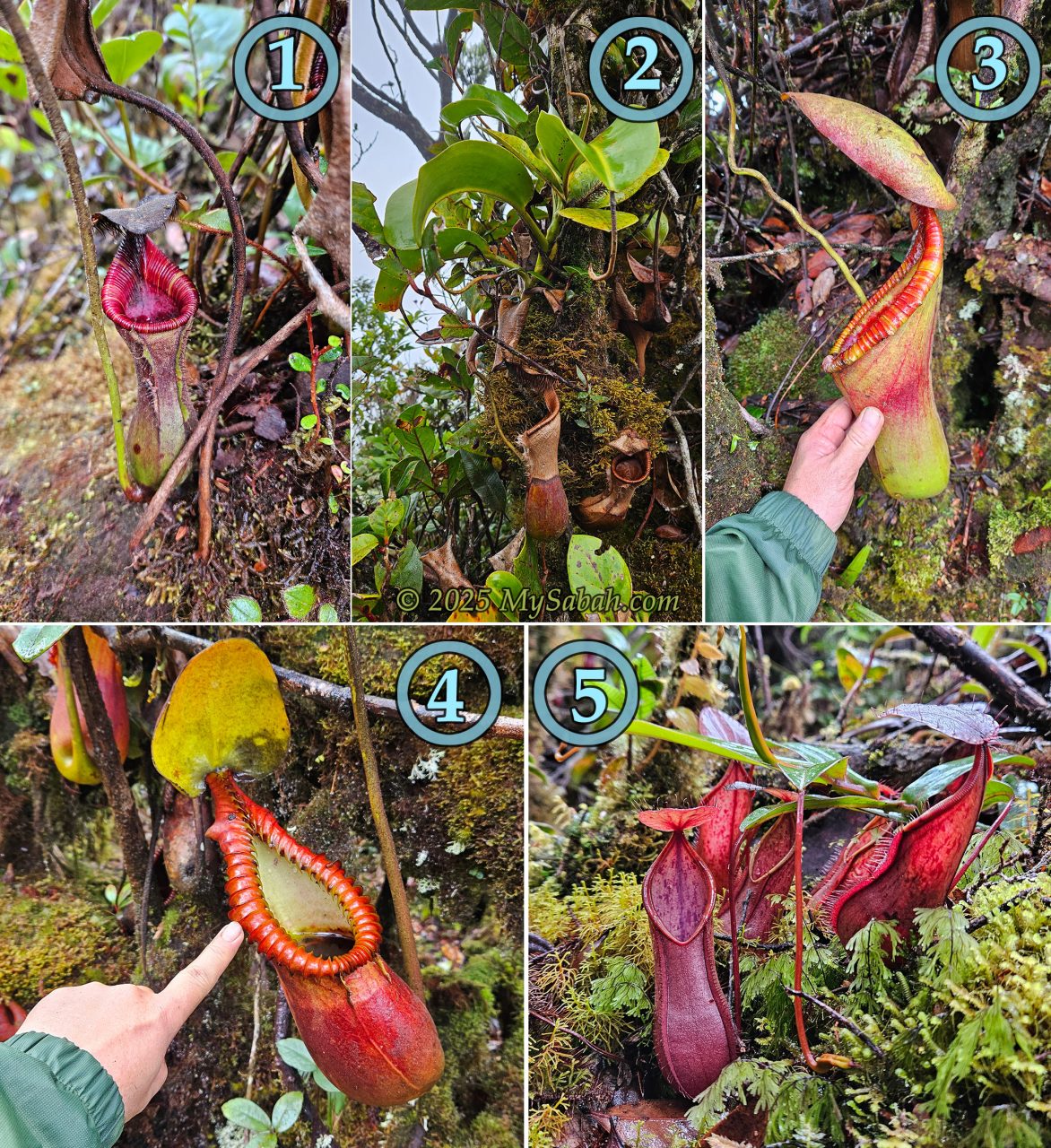 Pitcher plant on Sinkai: 1) Unknown species, 2) A hybrid pitcher plant, 3) Nepenthes x trusmadiensis, 4) Nepenthes macrophylla, 5) Nepenthes tentaculata