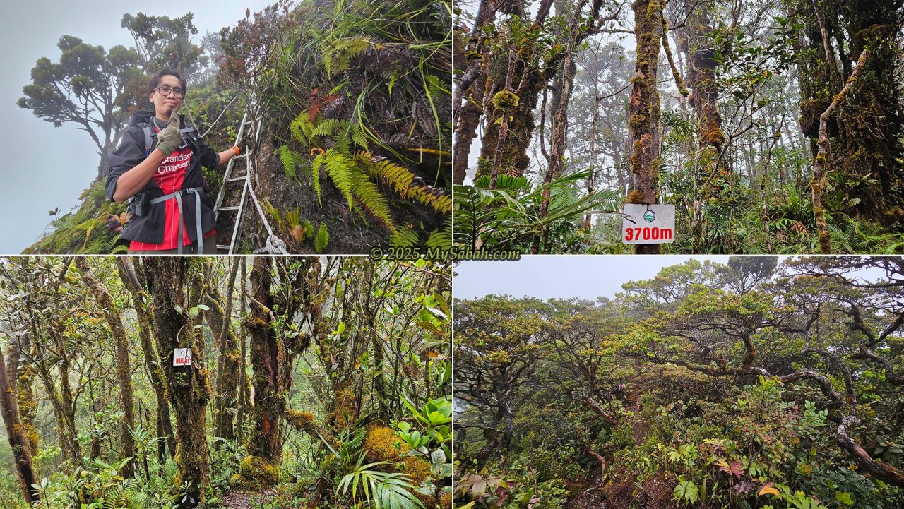 The upper montane forest between the peaks of Mount Sinsing and Mount Kaingaran