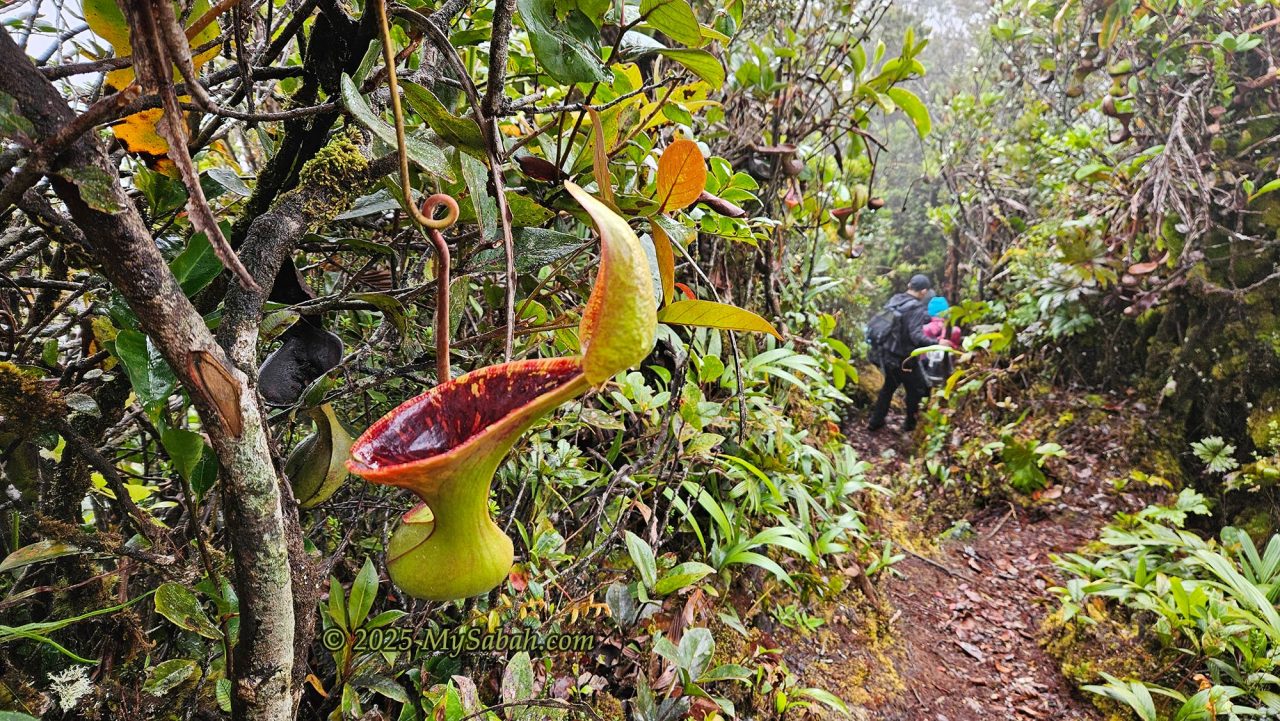 Nepenthes lowii on the summit trail