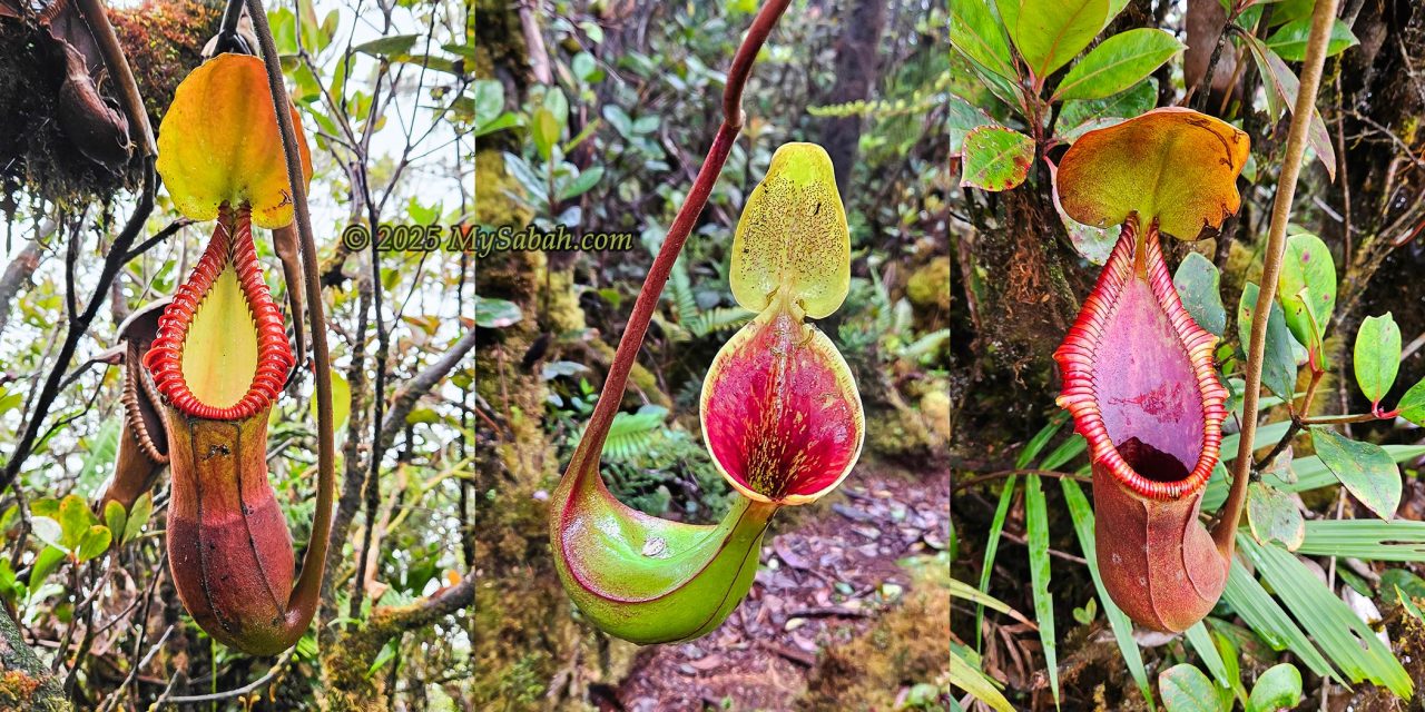 Pitcher plants on Mount Sinsing and Kaingaran. From left: Nepenthes macrophylla, Nepenthes lowii, and Nepenthes × trusmadiensis