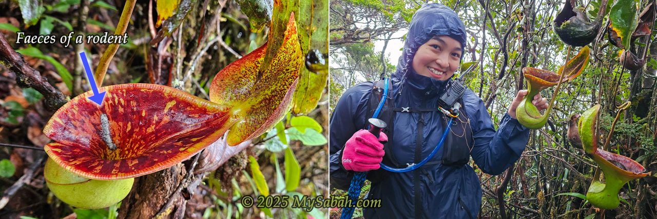 Nepenthes lowii on Mount Sinsing