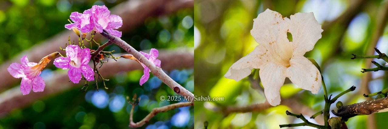 Pink and white flowers of the rosy trumpet tree, or Tabebuia rosea