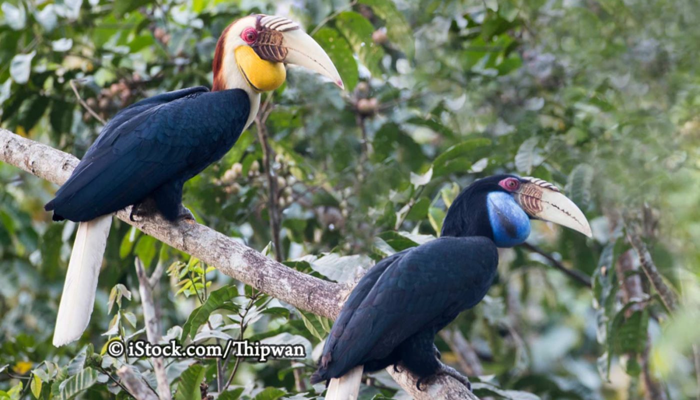 Male (left) and female (right) Wreathed hornbills (Rhyticeros undulatus)