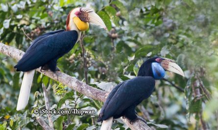 Male (left) and female (right) Wreathed hornbills (Rhyticeros undulatus)