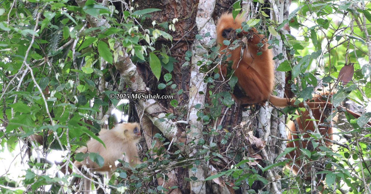Normal Maroon leaf monkey, or red leaf monkey (Presbytis rubicunda) and a white morph