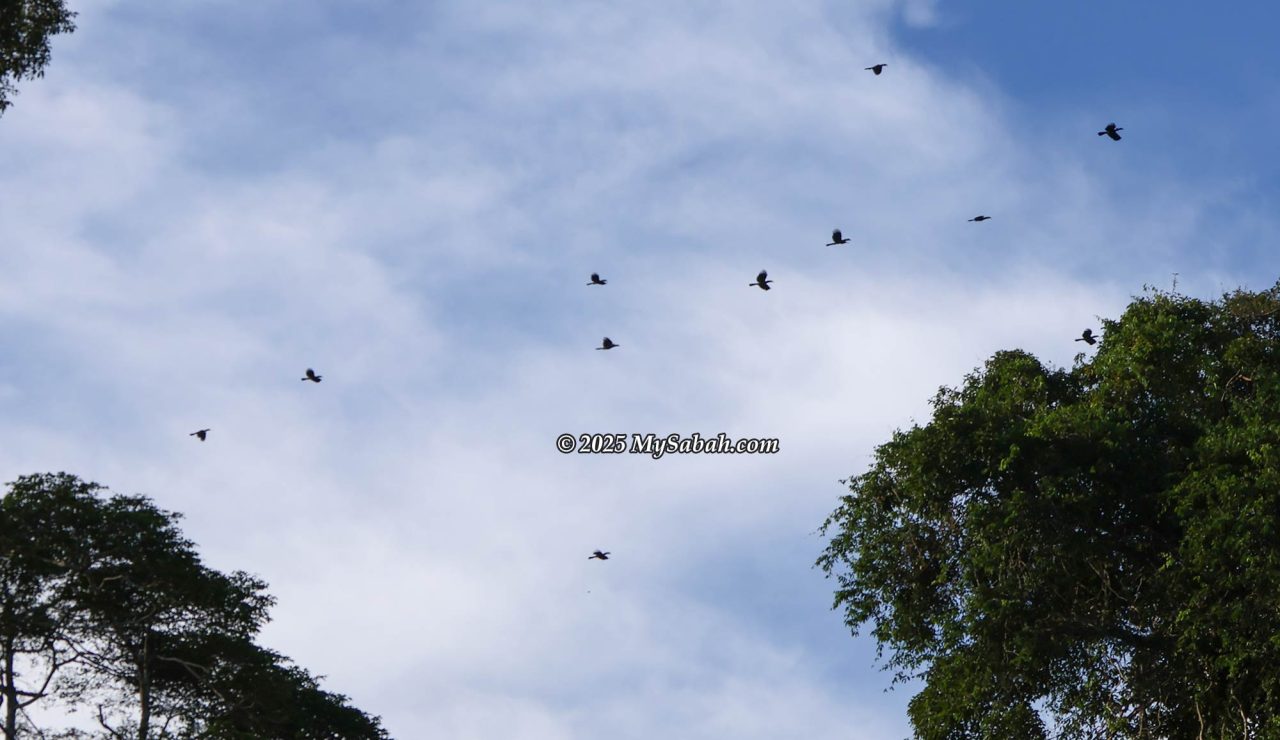 Dozen of Bushy-crested Hornbills flying in a flock