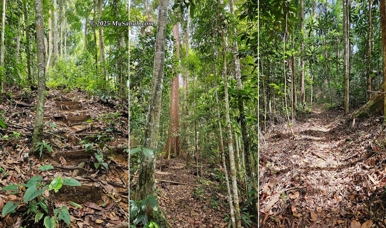 Jungle trail after the KM 2.2 junction