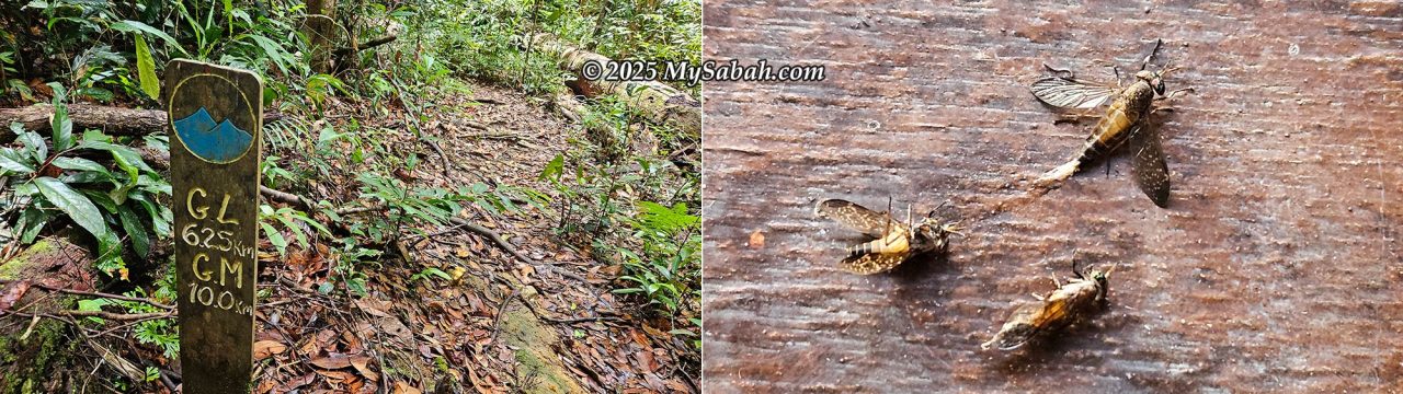 Left: The countdown distance marker showing the remaining distance (in km) to the peaks (GM = Mount Magdalena, GL = Mount Lucia). Right: Deer flies