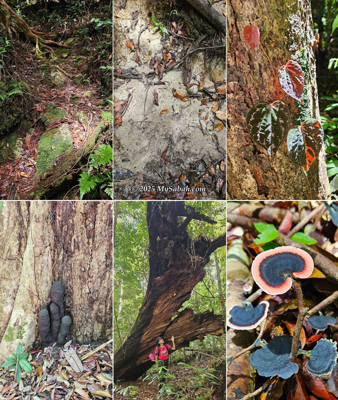 Top to bottom, left to right: mossy ground of heath forest; the sandy soil of heath forest (kerangas); beautiful crawler leaves; termite nest; huge dead tree; Blackpink fungus?